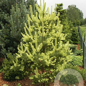 Pinus sylv. 'Candlelight' 250-300 cm draadkluit solitair