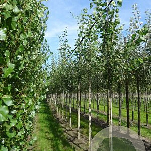 Populus tremula 20-25 HO draadkluit