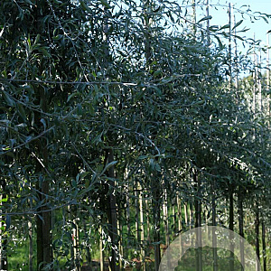 Pyrus salicifolia 'Pendula' 10-12 HO draadkluit