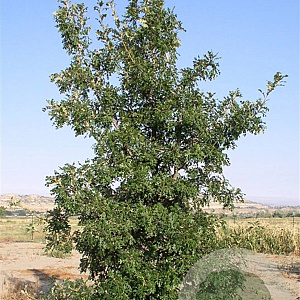 Quercus macrocarpa 10-12 HO draadkluit geveerd
