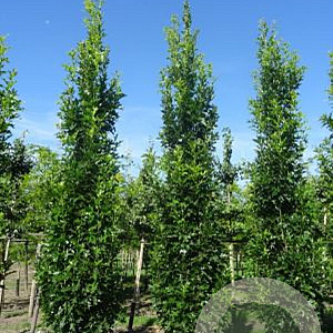 Quercus pal. Green Pillar 20-25 HO draadkluit geveerd
