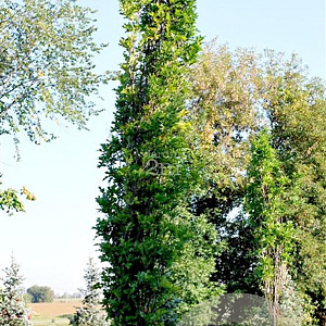 Quercus pal. 'Pringreen' 20-25 HO draadkluit geveerd