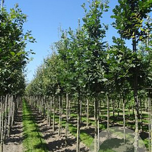 Quercus robur 6-8 HO draadkluit