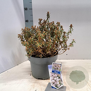 Rhododendron i. 'Album' 20-25 cm 5,0L