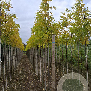 Robinia ps. 'Frisia' 6-8 HO draadkluit