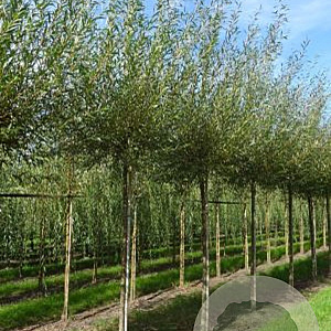 Salix alba 'Chermesina' 10-12 HO draadkluit geknot 220 cm stam
