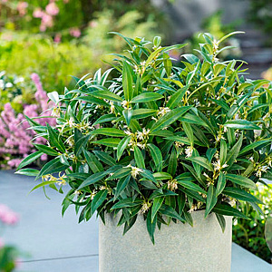 Sarcococca h. Fragrant Valley 20-25 cm 2,0L