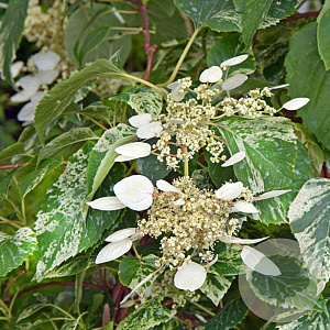 Schizophragma h. Snow Sensation 80-100 cm 5,5L