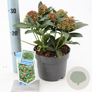 Skimmia j. Rubesta Giant Pink 20-25 cm 2,0L