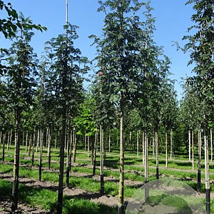 Sorbus auc. 'Sheerwater Seedling' 8-10 HO draadkluit