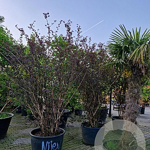 Physocarpus opulif. 'Diabolo' 250-300 cm container meerstammig