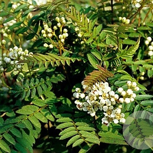 Sorbus frutescens 125-150 cm met kluit meerstammig