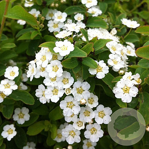 Spiraea nipp. 'Halward's Silver' 30-35 cm C1.5