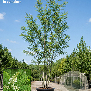 Styphnolobium j. 'Fleright' 150-175 cm 40L meerstammig