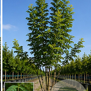 Styphnolobium j. Princeton Upright 150-175 cm 40L meerstammig