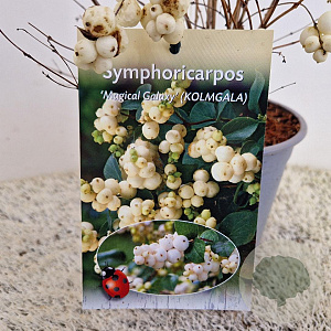 Symphoricarpos Magical Galaxy 30-40 cm 2,5L