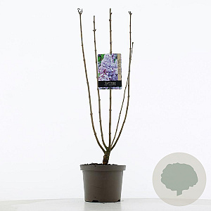 Syringa v. 'Paul Deschanel' 60-80 cm 5,0L 3-5 tak
