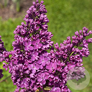 Syringa v. 'Znamya Lenina' 60-80 cm 10L