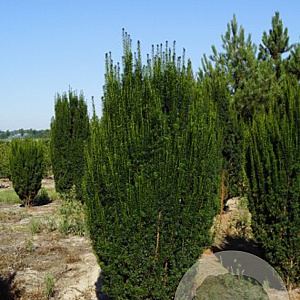 Taxus b. 'Green Rocket' 300-350 cm draadkluit solitair