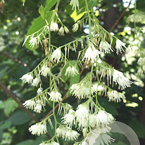 Pterostyrax corymbosa 200-250 cm draadkluit meerstammig