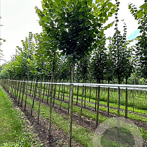 Tilia cordata 6-8 HO draadkluit