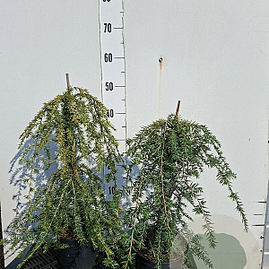 Tsuga can. 'Pendula' 40-50 cm 2,0L gebonden