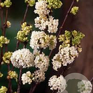 Viburnum farreri 'Candidissimum' 80-100 cm 40L