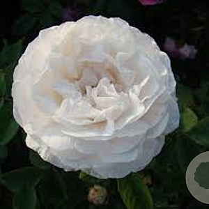 Rosa 'Blanchefleur' GM P9