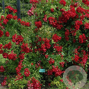 Rosa (K) 'Horjasper' 150-175 cm vierkant rond 5,5L