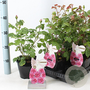 Rosa (F) Princess Claire of Belgium 10-15 cm C1.5