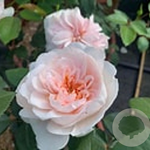 Rosa Sabrina 150-175 cm vierkant rond 5,5L