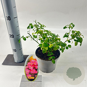 Rosa (H) Stadt Rom 15-20 cm P15