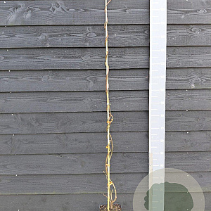 Actinidia d. 'Herma' 150-175 cm vierkant rond 5,5L