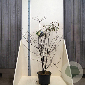 Cornus controversa 125-150 cm 20L meerstammig