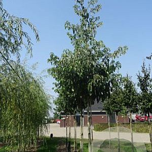 Cornus controversa 8-10 HO draadkluit