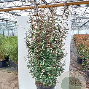 Elaeagnus ebbingei 125-150 cm 40L struik
