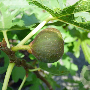 Ficus car. 'Icecrystal' 12-14 HA cont. 70L