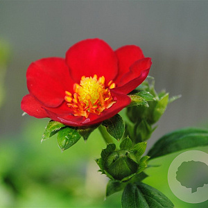 Fragaria a. Red Ruby GM P9