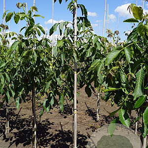Juglans r. 'Broadview' 6-8 HO draadkluit