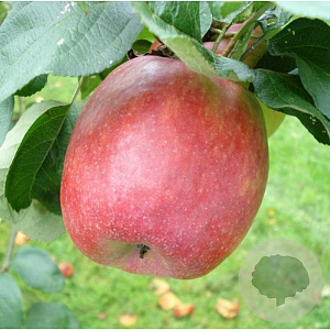 Malus d. 'Zari' 200-250 cm cont. 85L solitair