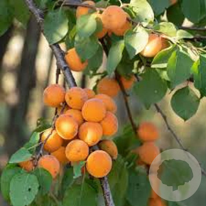 Prunus ar. 'Cafona' 20-25 HA cont. 130L