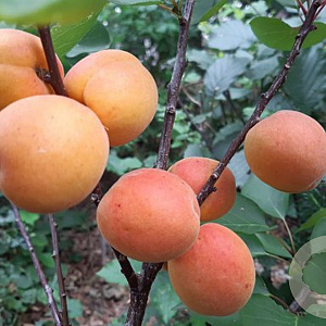 Prunus ar. 'Rouge de Roussillon' 16-18HA draadkluit 3 X verplant