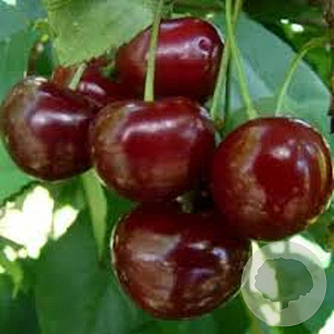 Prunus avium 'Kelleriis' 10-12 HO draadkluit 3 X verplant
