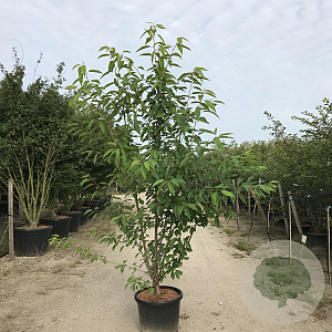 Prunus a. 'Plena' 200-250 cm 40L meerstammig