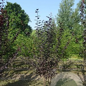Prunus cer. 'Nigra' 300-350 cm draadkluit meerstammig