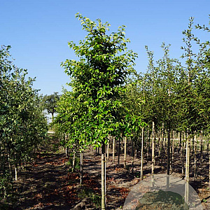 Prunus lusitanica Tico 16-18 HO draadkluit