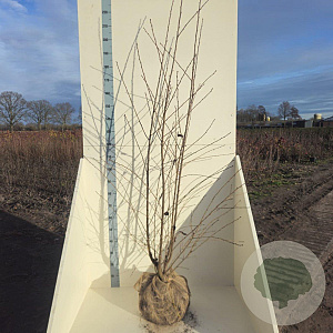 Prunus 'Mieke' 150-175 cm met kluit meerstammig