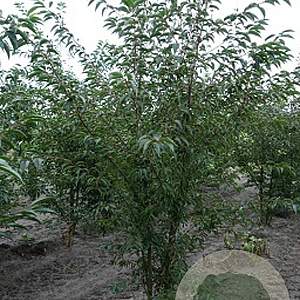 Prunus 'Okame' 300-350 cm draadkluit meerstammig