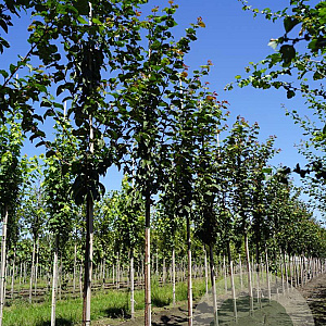 Prunus sargentii 'Rancho' 8-10 HO draadkluit