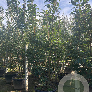 Prunus ser. 'Kanzan' 200-250 cm cont. 110L meerstammig